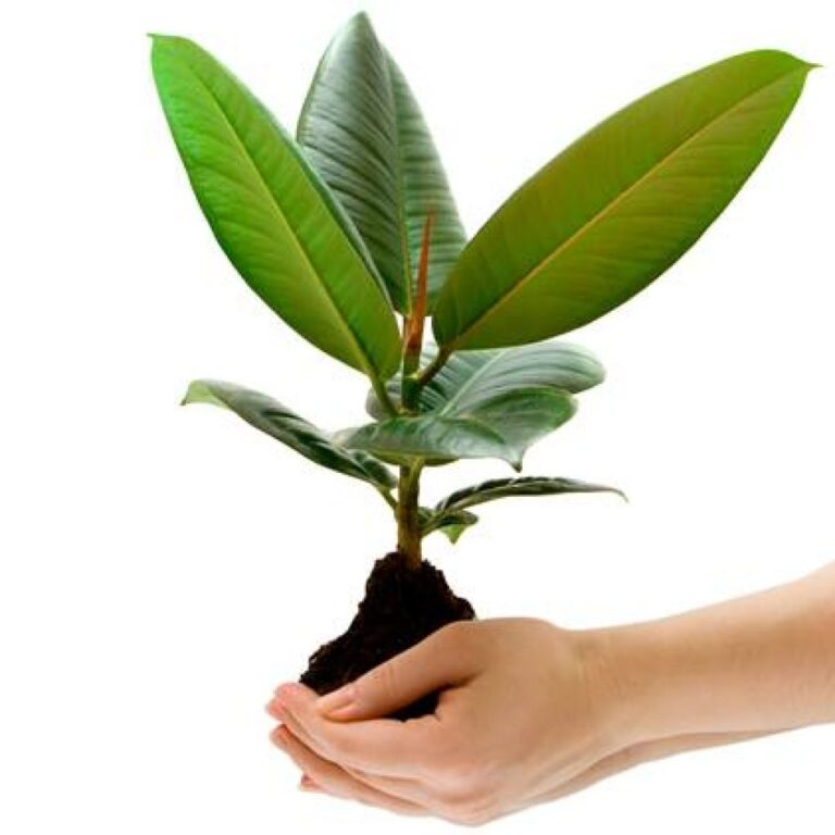 عکس-گل-و-گیاه-سه-1024x1024