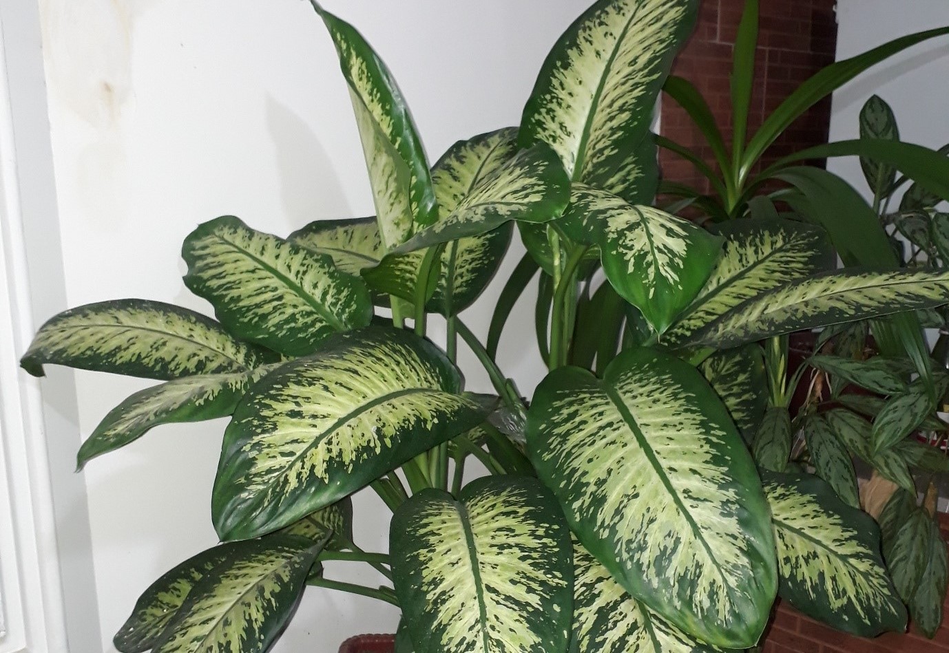 خاک مناسب دیفن باخیا - شرایط نگهداری دیفن باخیا