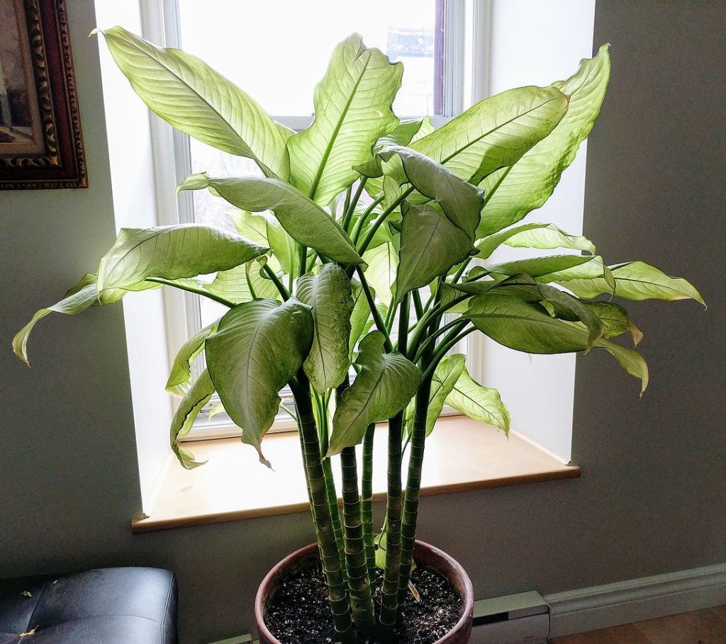 گیاه سمی آپارتمانی - شرایط نگهداری دیفن باخیا