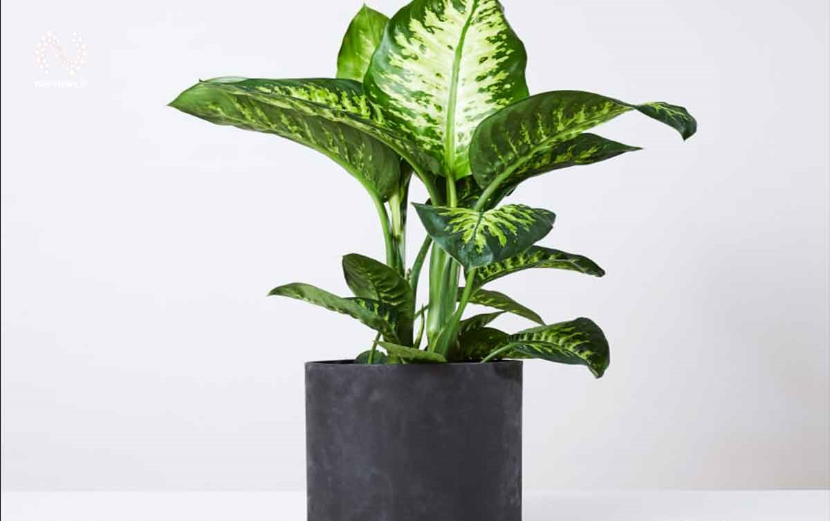 تکثیر دیفن باخیا - شرایط نگهداری دیفن باخیا