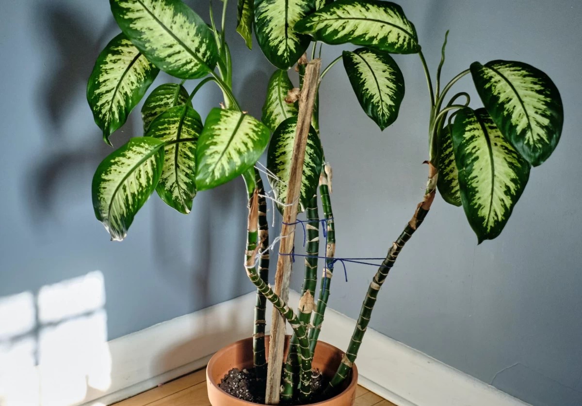 علت زرد شدن برگ دیفن باخیا - شرایط نگهداری دیفن باخیا