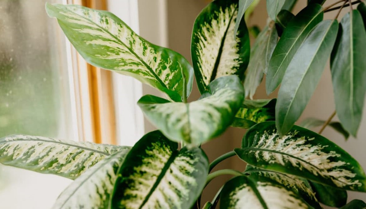 کوددهی دیفن باخیا - شرایط نگهداری دیفن باخیا