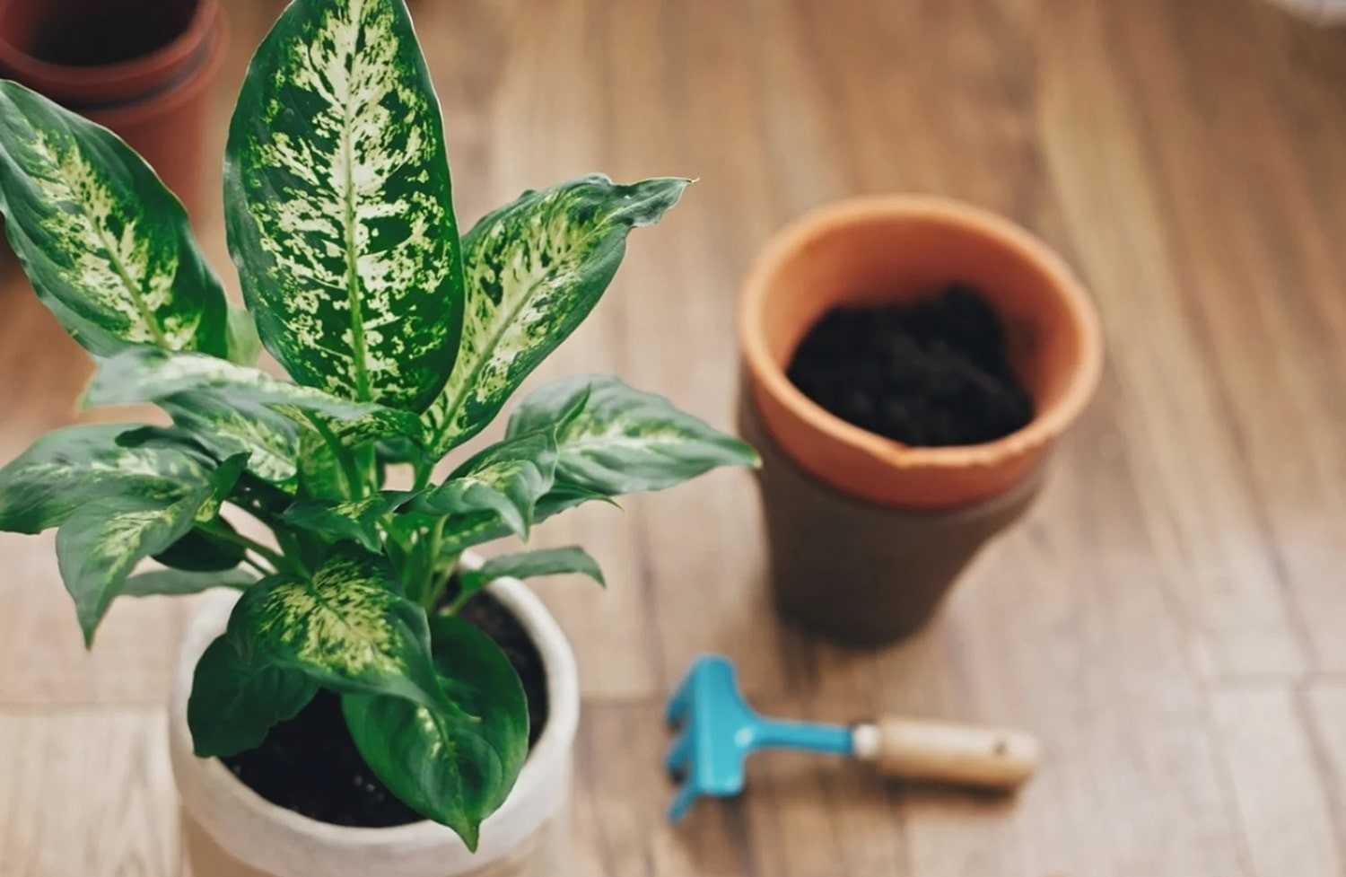 آبیاری دیفن باخیا - شرایط نگهداری دیفن باخیا