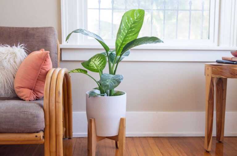 شرایط نگهداری دیفن باخیا