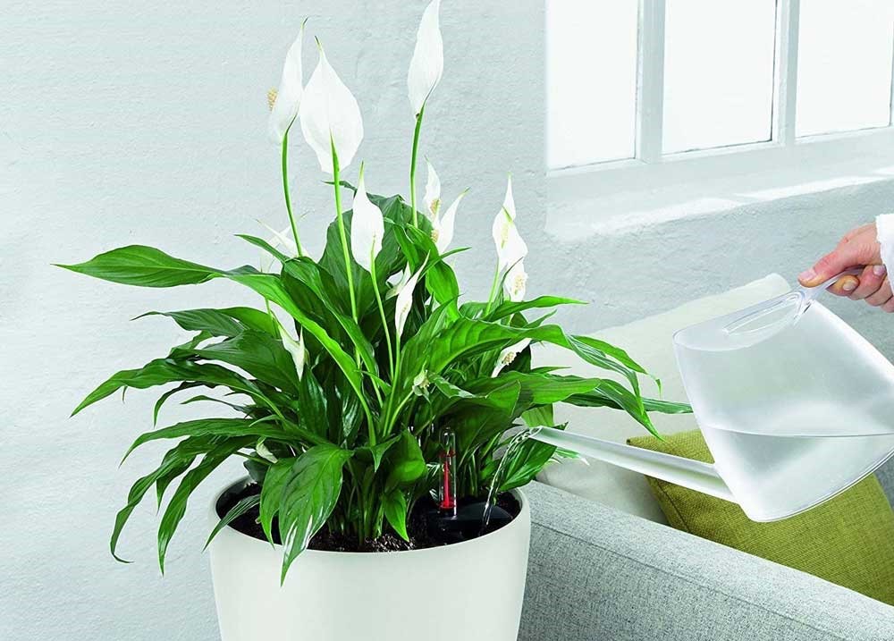 گل مناسب برای فنگ شویی - فنگ شویی ثروت