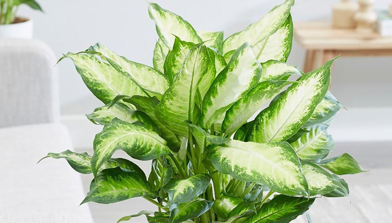 آفت گیاه دیفن باخیا - شرایط نگهداری دیفن باخیا