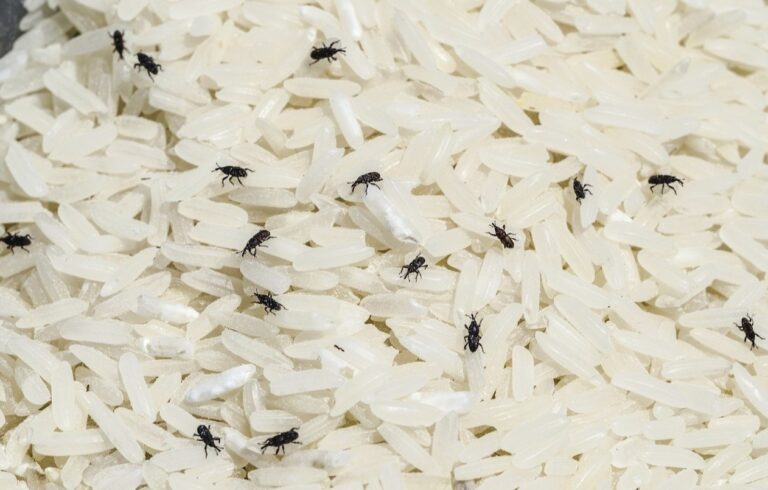 جلوگیری از شپشک برنج