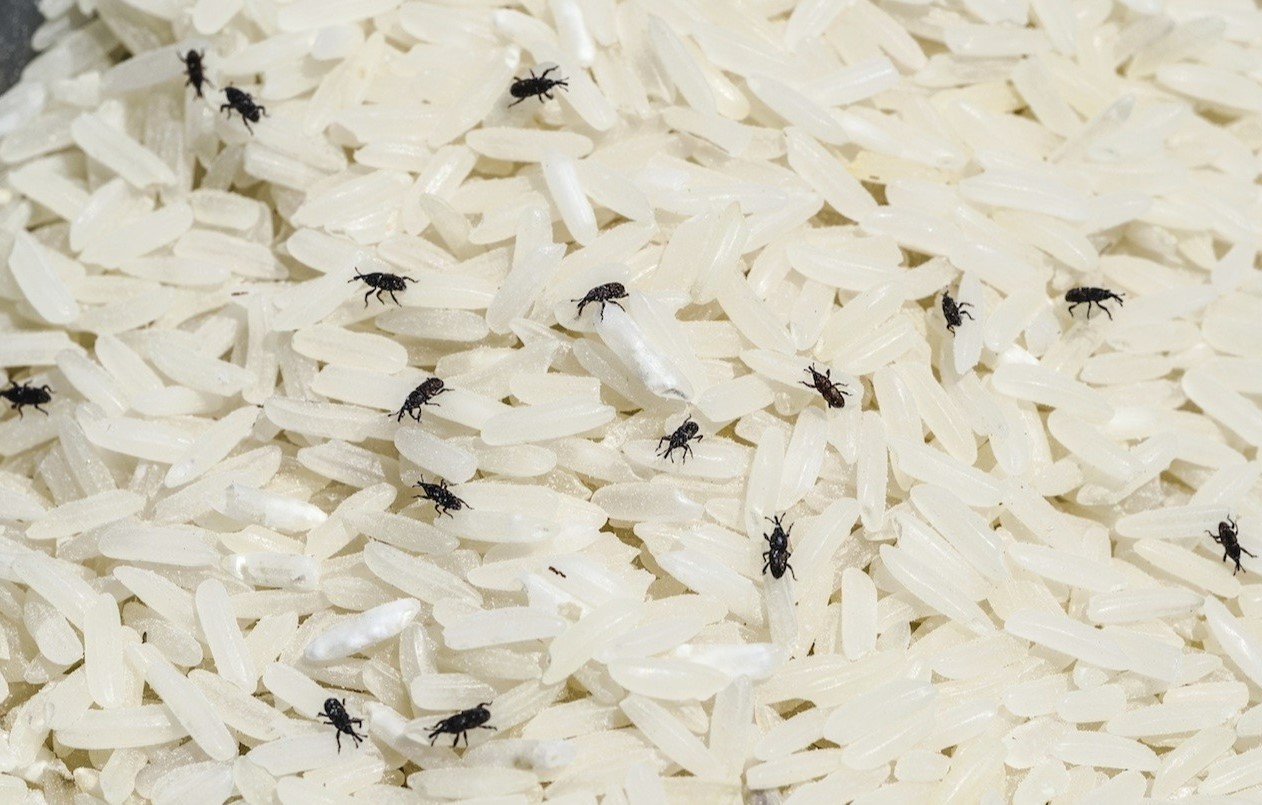 جلوگیری از شپشک برنج