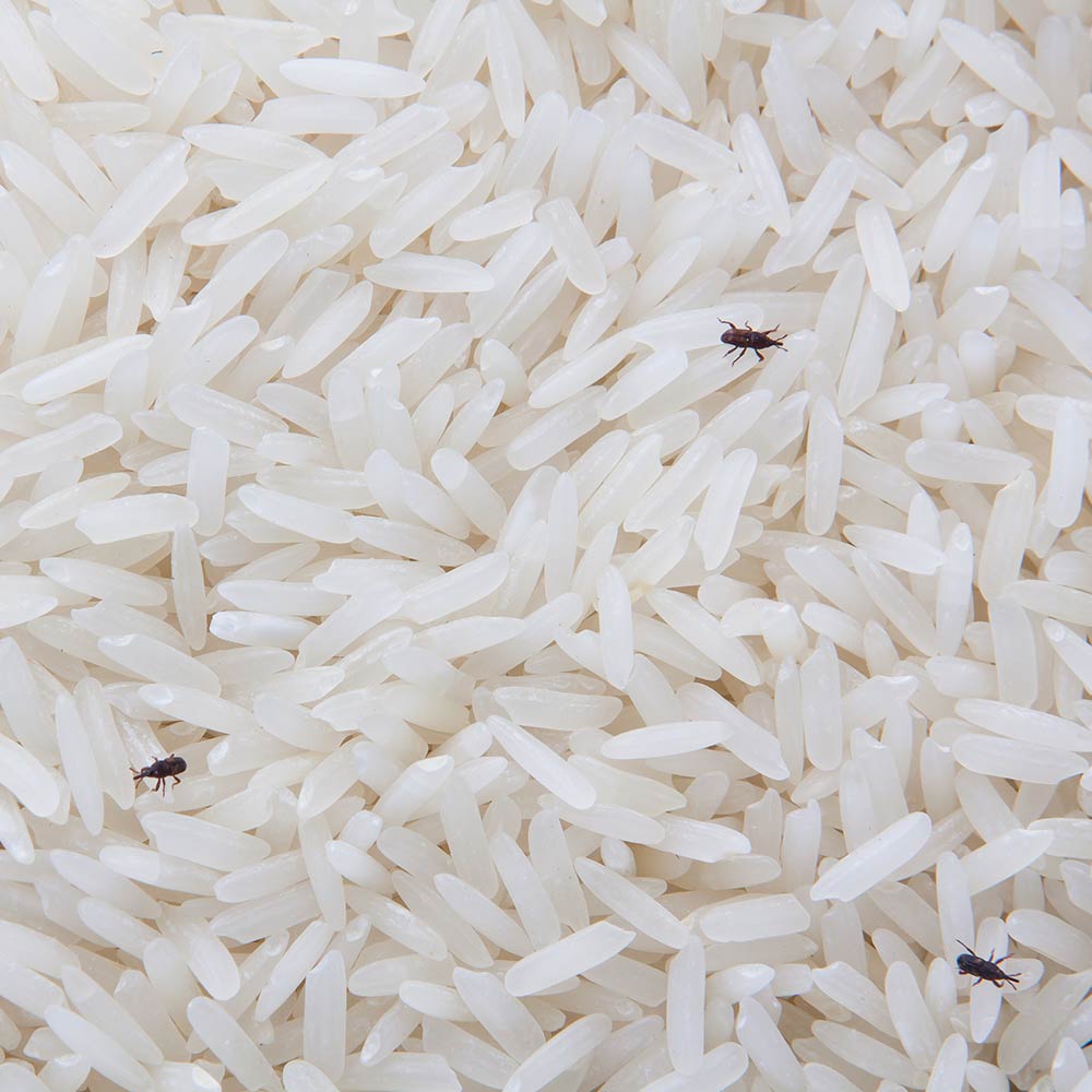 کرم برنج - جلوگیری از شپشک برنج