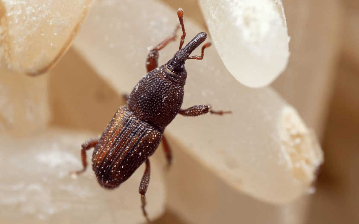 سوسک برنج - جلوگیری از شپشک برنج