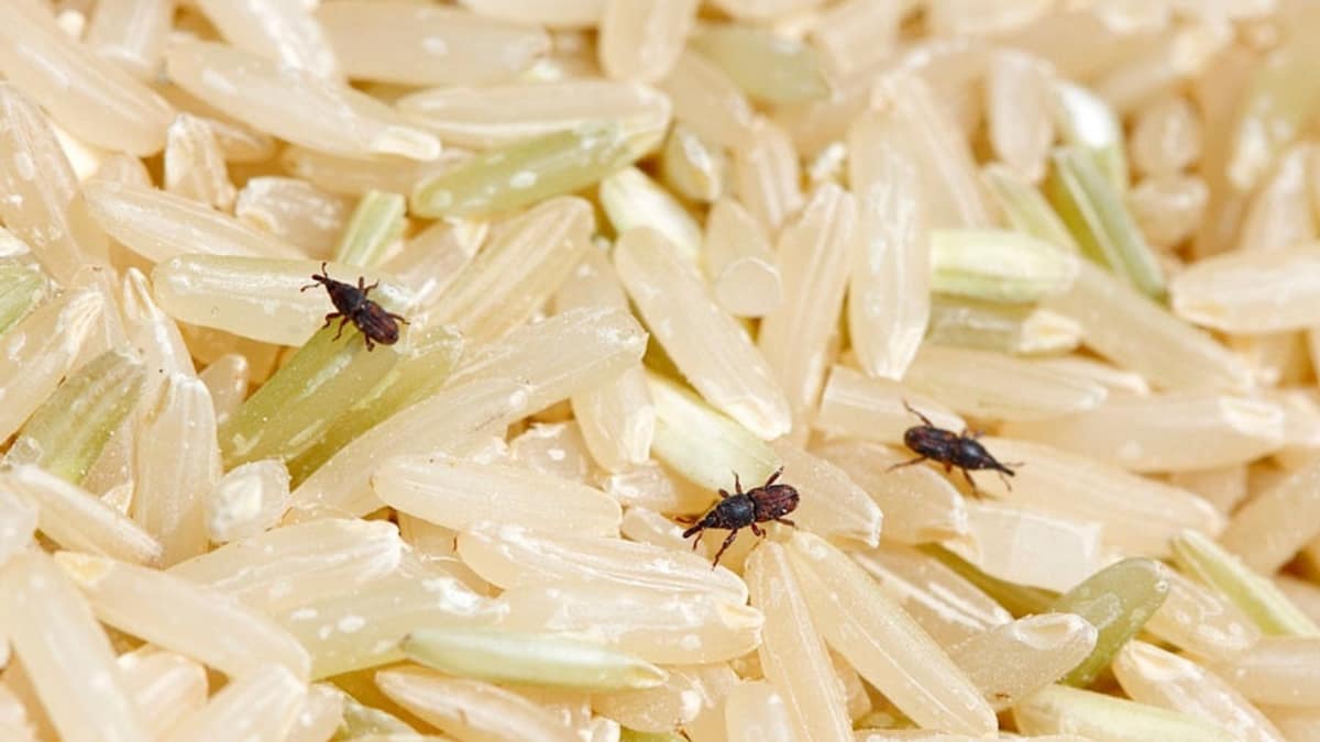 جوجو برنج - جلوگیری از شپشک برنج