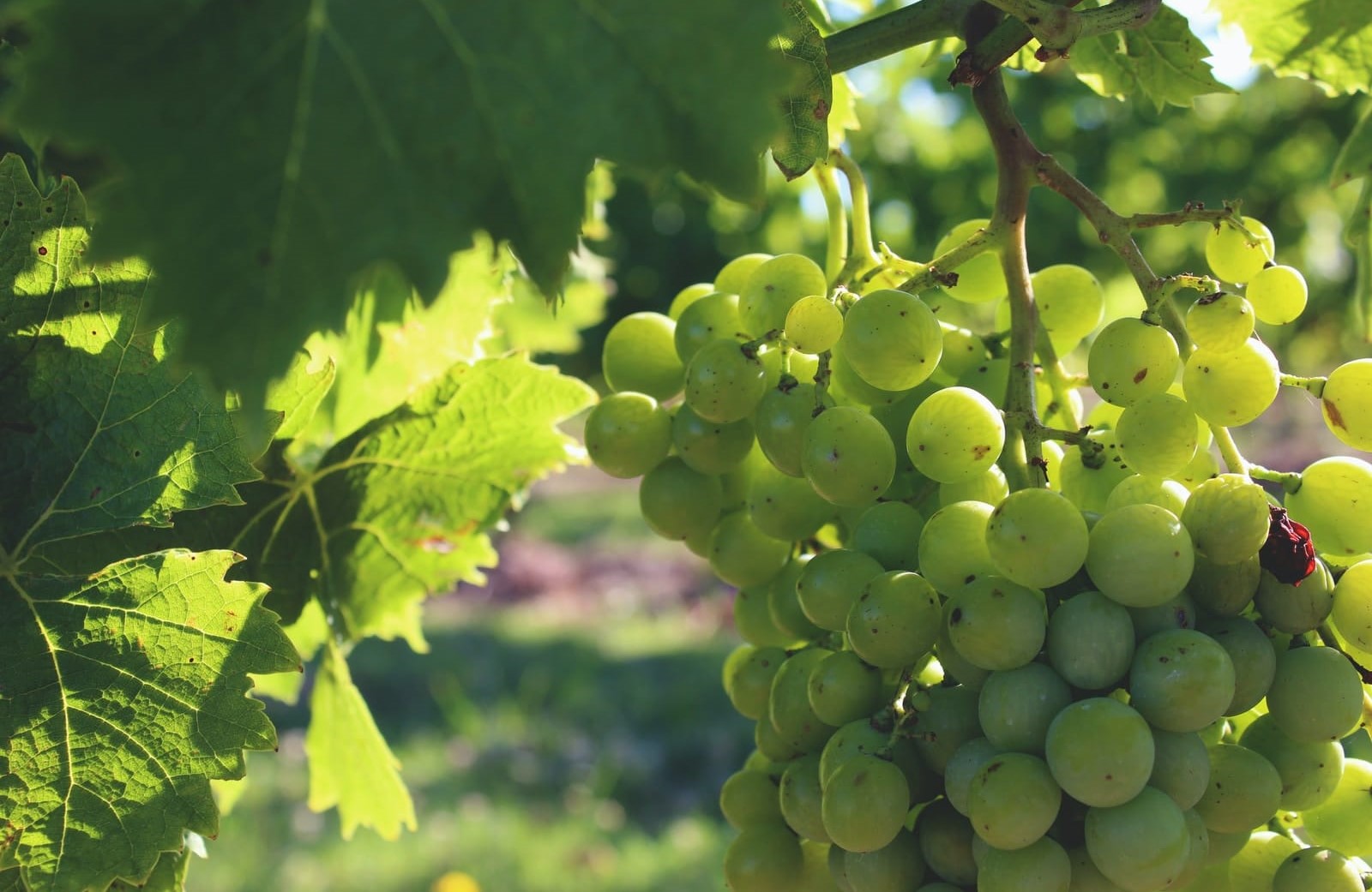 کپک زدن آبغوره - قرمز شدن آبغوره