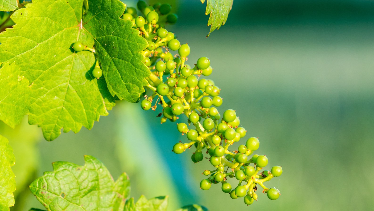 غوره - قرمز شدن آبغوره