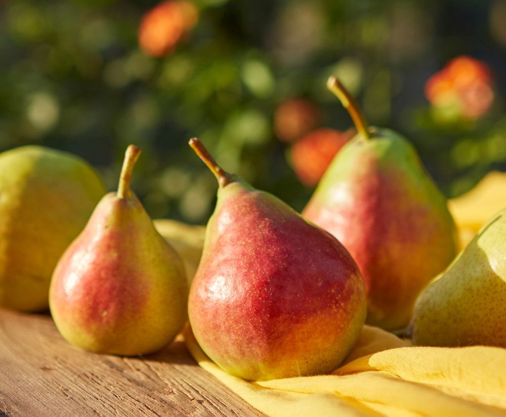 گلابی برای یبوست - میوه برای درمان یبوست