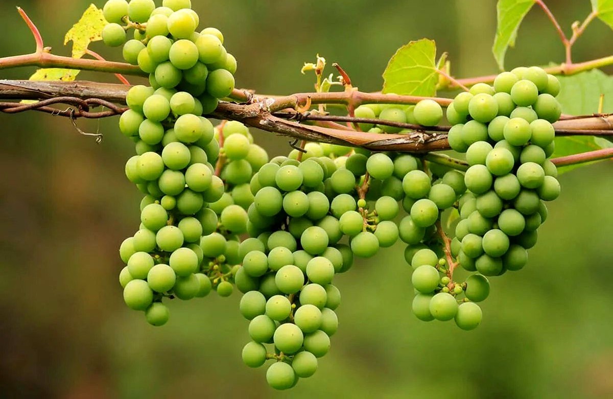 طرز تهیه آبغوره - قرمز شدن آبغوره