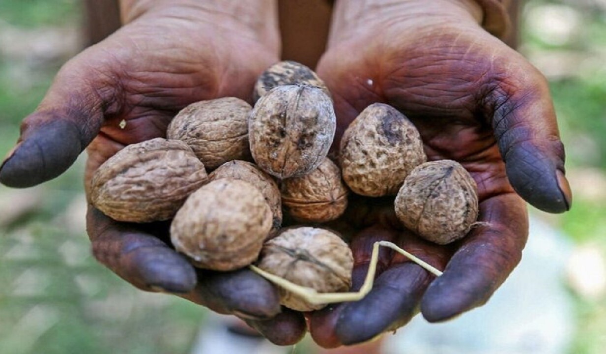 پاک کردن لکه سیاه گردو از دست - پاک کردن لکه گردو از دست