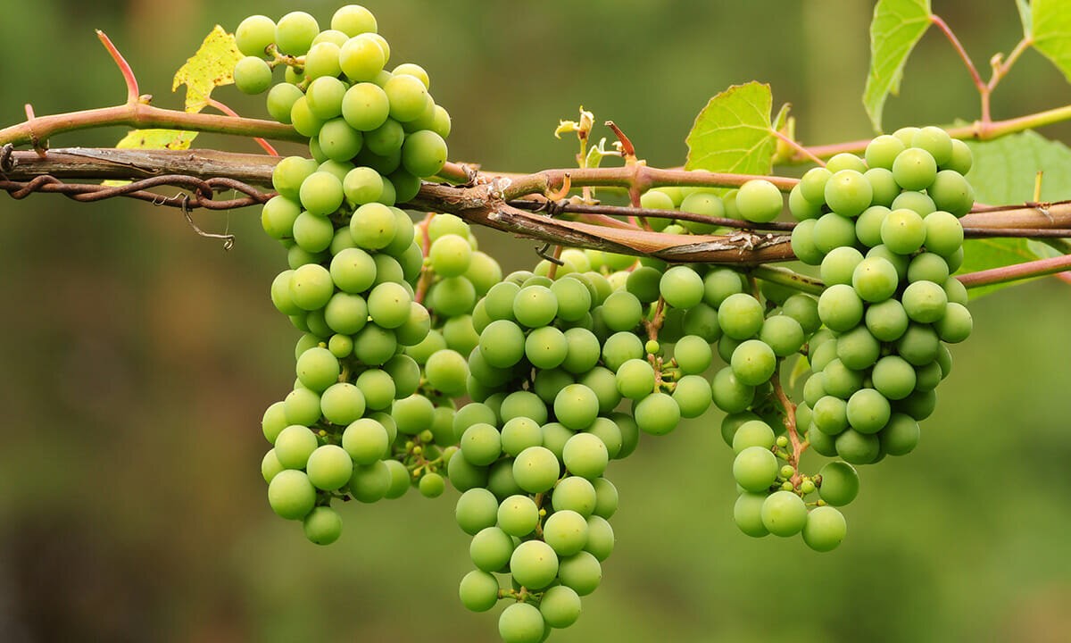 خواص آبغوره طبیعی