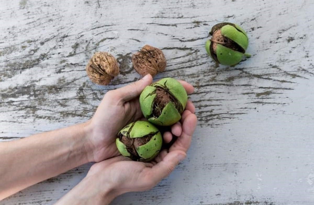 پوست کندن گردو - پاک کردن لکه گردو از دست