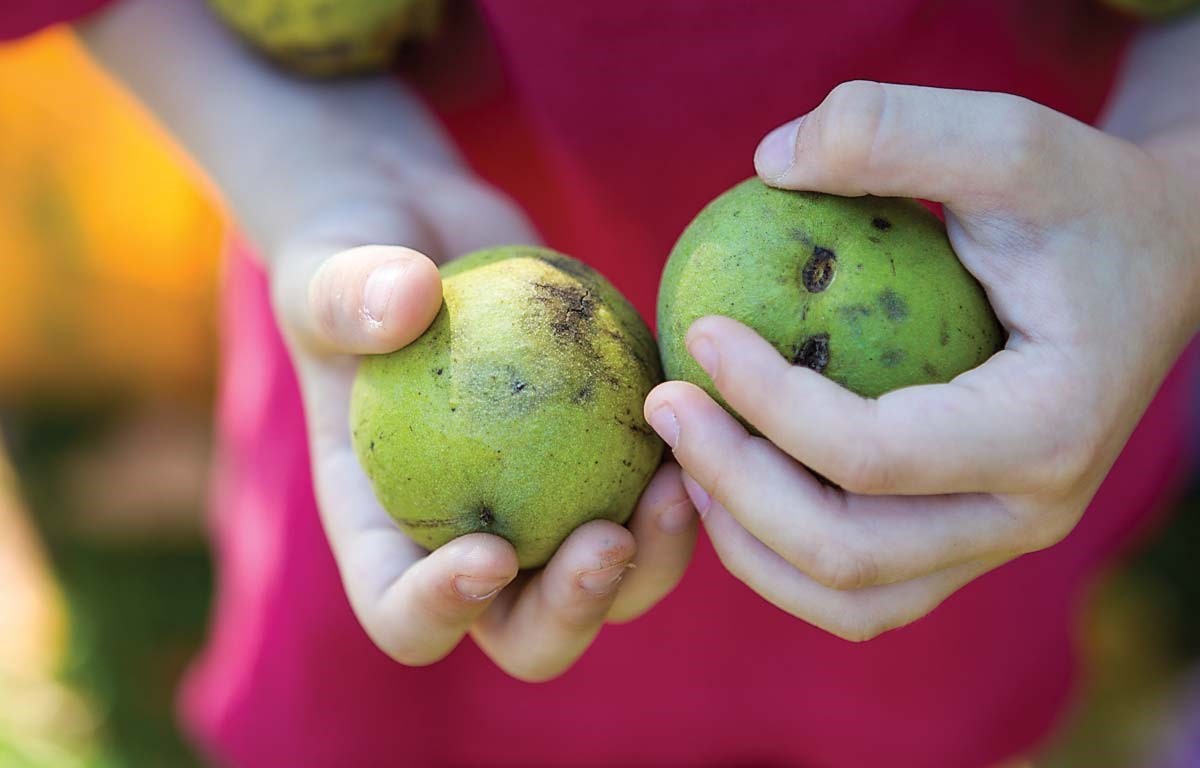 گردو با پوست سبز - پاک کردن لکه گردو از دست