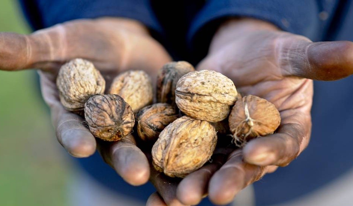 کندن پوست سبز گردو - پاک کردن لکه گردو از دست