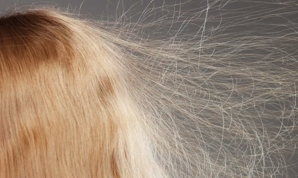 موهای بلوندی که وز است | درمان وز شدن مو