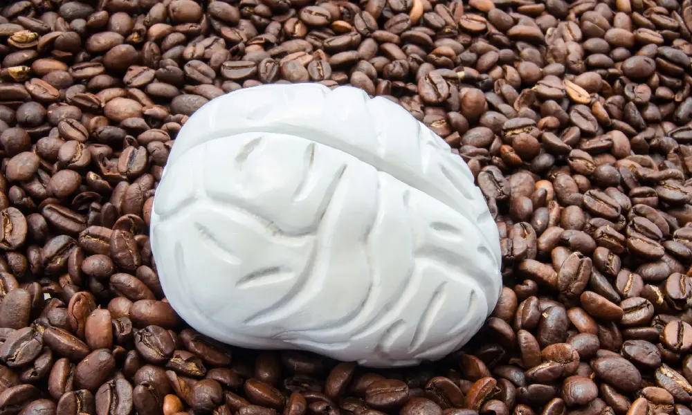 آناتومی مغز انسان قرار گرفته روی دانه های قهوه | مصرف کافئین