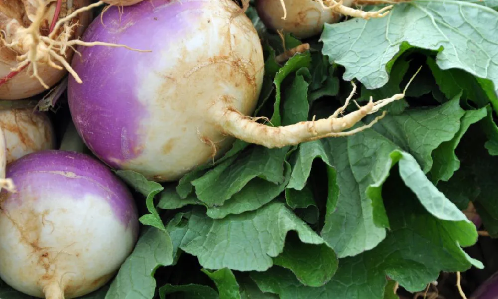 شلغم برای سرماخوردگی | چند شلغمی که هنوز به ریشه خود وصل اند