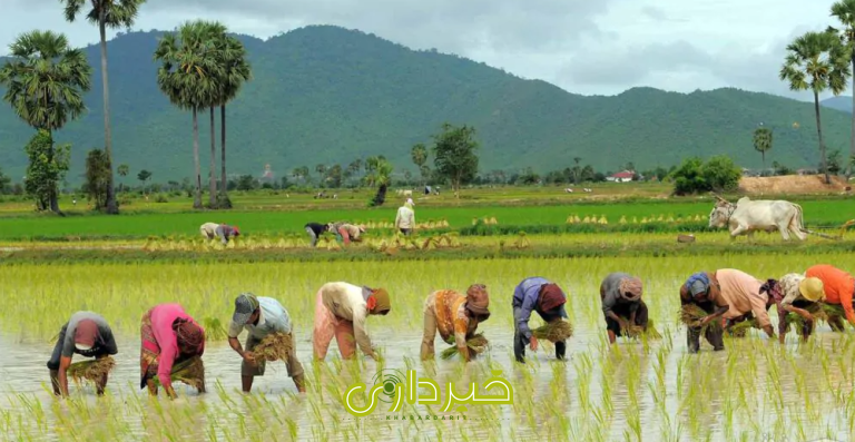 گردشگری در انزلی