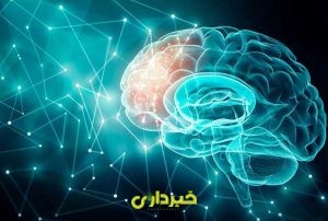 مغز انسان