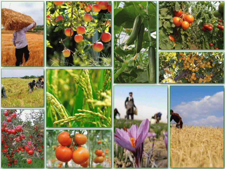 محصولات کشاورزی