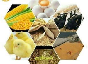 14550938-2017-10-4-11-28-42-440x321-1