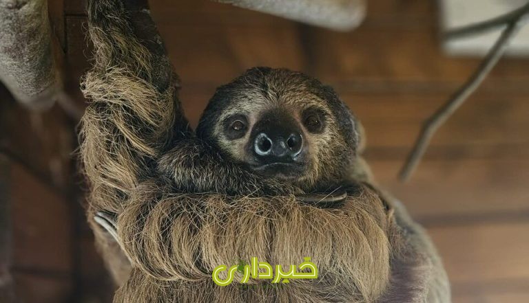 95f13e62ZjoyNTE3OTM4LmpwZ3xmdWk6MjQxMDAyOHxsOmZhfHY6MQ