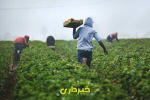 +کشاورزی+