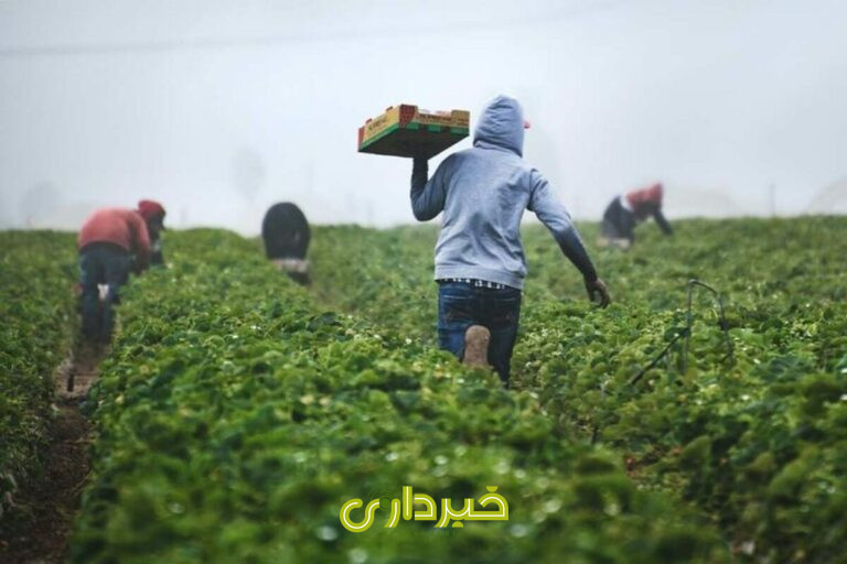 +کشاورزی+